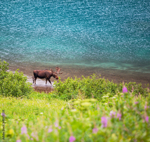 Photo: Moose Moose