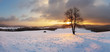 Winter landscape with snow and alone tree - panorama