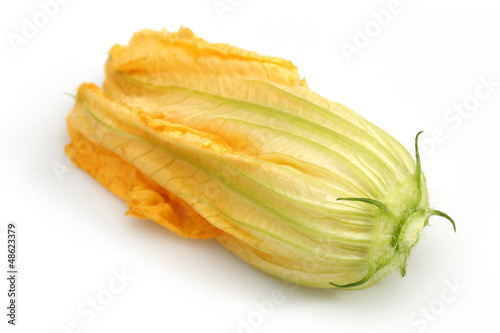 Photo: Squash Blossom Squash Blossom
