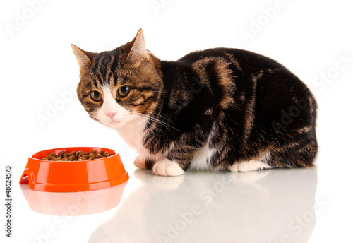 Photo: cat eating isolated on white cat eating isolated on white