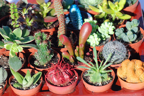 Photo: VARIAS ESPECIES DE CACTUS, VARIEDAD, ESPECIES VARIAS ESPECIES DE CACTUS, VARIEDAD, ESPECIES