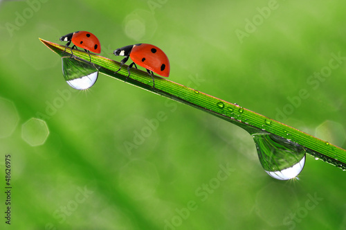 Photo: fresh morning dew and ladybird fresh morning dew and ladybird