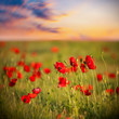 beauty red poppy