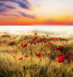 red poppy