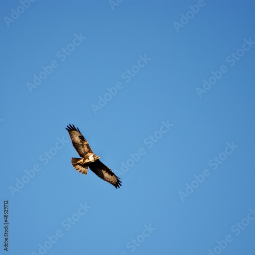 Photo: Bussard im Flug Bussard im Flug