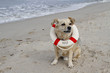 Am Hundestrand