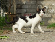 Black and white yard kitten outdoor