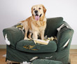 Golden retriever dog demolishes chair