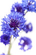 Kornblume (Centaurea cyanus) - Mehrere Blüten auf weißem Hinte