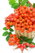 red rowan berries and rose hips in a wicker basket