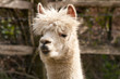 alpaca chewing bits of grass