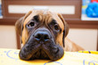 little puppy bullmastiff