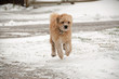 Little dog on snowy lane