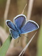 gossamer-winged butterfly. macro