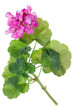 Ideal  pink flower Geranium
