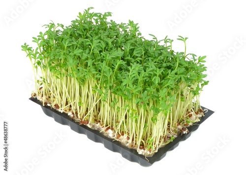 Photo: Watercress in a plastic tray on a white background Watercress in a plastic tray on a white background