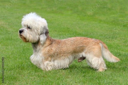 Photo: The funny Dandie Dinmont Terrier on the green grass The funny Dandie Dinmont Terrier on the green grass