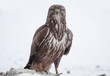Buzzard