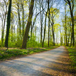 Sonniger Frühlingstag, Wald, Naherholungsgebiete