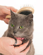cat is being combed