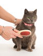 cat is being combed