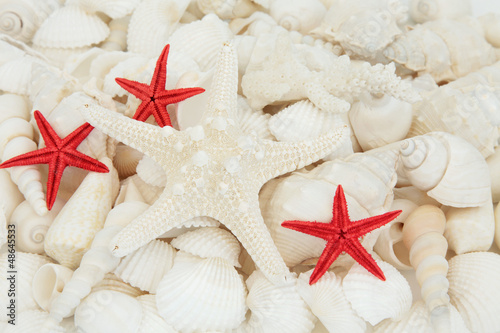 Photo: Shell Beauty Shell Beauty