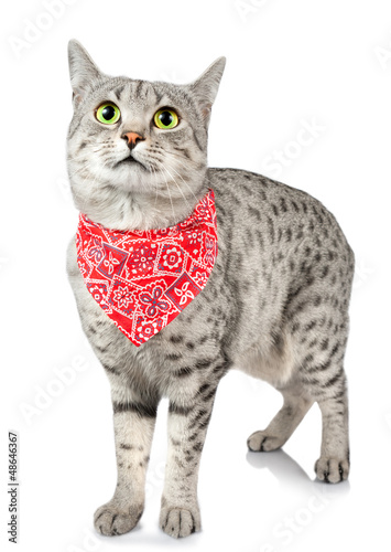 Photo: Cute Spotted Cat with Bandana Cute Spotted Cat with Bandana