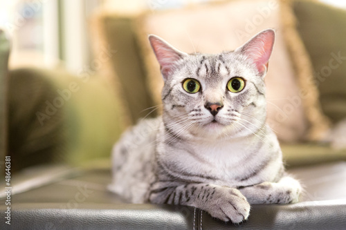 Photo: Comfortable Egyptian Mau Cat Comfortable Egyptian Mau Cat