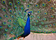 A Beautiful Male Peacock Displays his Plumage