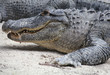 American Alligator at The Everglades National Park, Florida