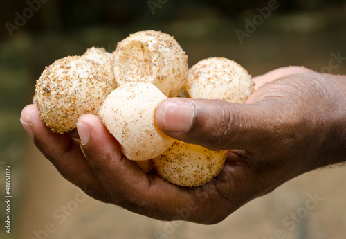 Photo: Eggs of green turtles Eggs of green turtles