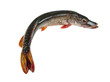 Freshwater pike closeup on white background