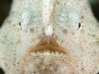 Frogfish