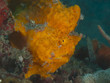 Painted frogfish