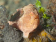 Painted frogfish