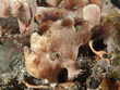 Painted frogfish