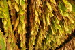 Tobacco leaves drying