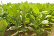Photo: Tobacco growing Tobacco growing
