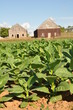 Photo: Green tobacco plants Green tobacco plants