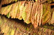 Photo: House for Drying tobacco House for Drying tobacco