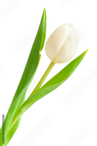 Photo: white tulip white tulip