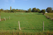 cows in a meadow in Oinville sur Montcient
