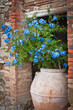 Blue flowers