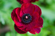 Red Ranunculus
