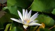 White lotus and green leaf
