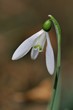 Galanthus nivalis