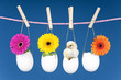 4 Eier an der Leine mit Küken und Blumen