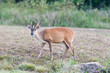 barking deer in a field of grass