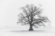 Snowy Tree Scene Black & White