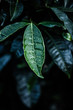 Fresh Leaves isolated on black
